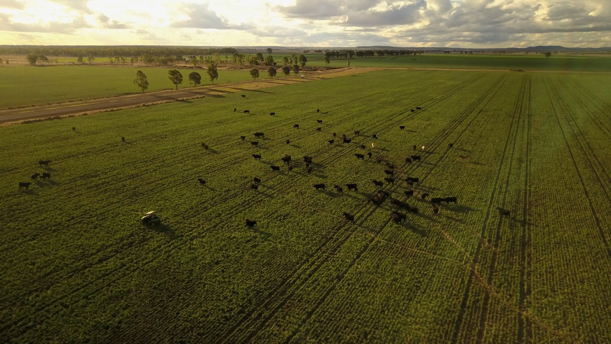About AUS-MEAT - Setting the Standards in Agribusiness